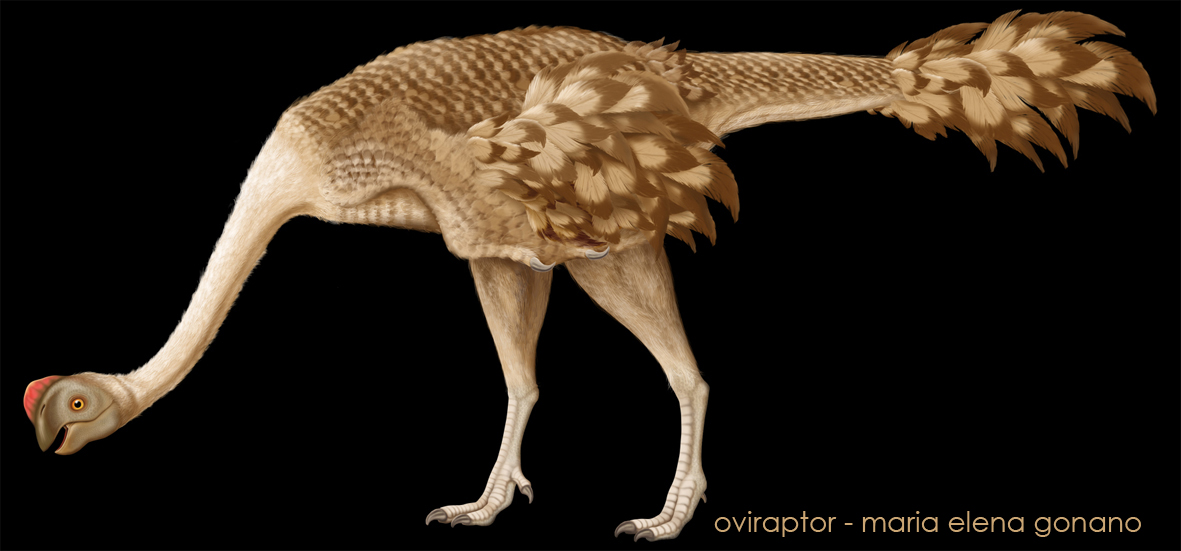 ILLUSTRAZIONE NATURALISTICA... quale futuro?